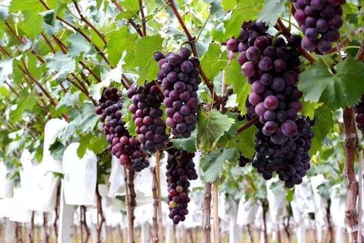 陕西葡萄什么时候成熟