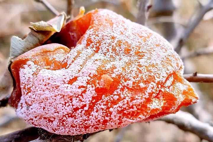 霜打的柿子图片