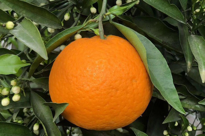 青见柑橘什么时候好吃