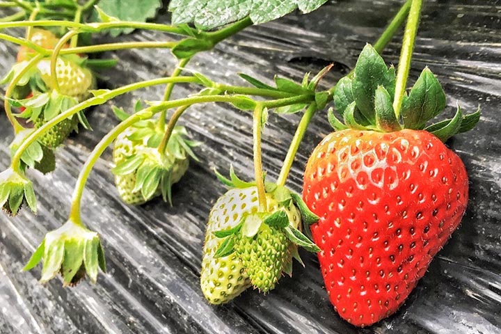 吃草莓会长胖吗