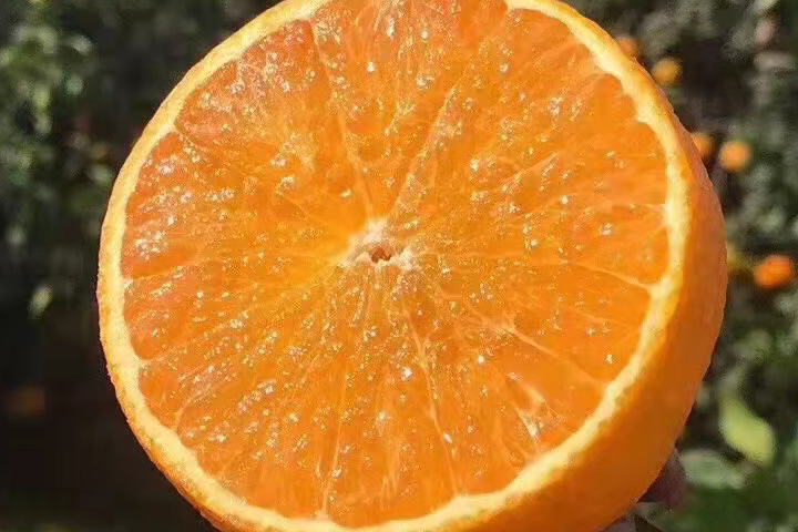 爱媛果冻橙是转基因水果吗