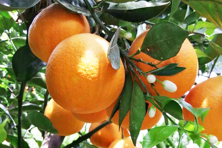 赣南脐橙是什么品种
