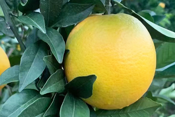 赣南脐橙是什么品种