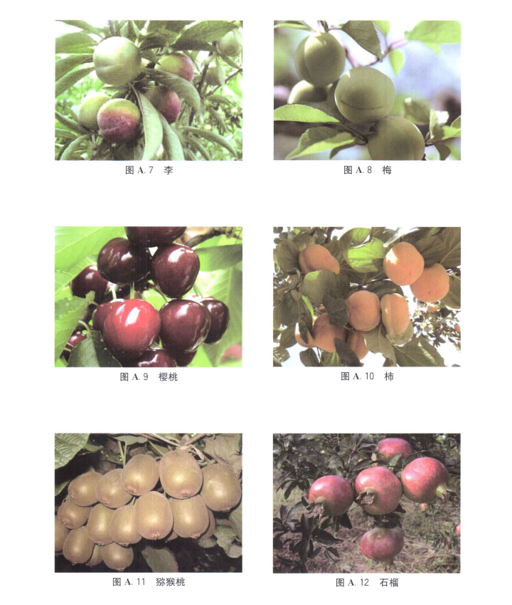 温带水果都有哪些水果和种类