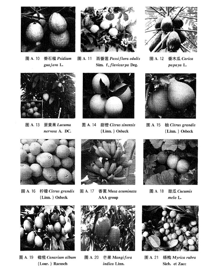 热带水果有哪些种类和品种