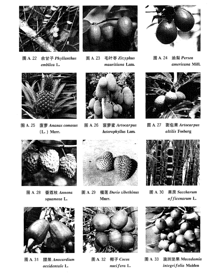 热带水果有哪些种类和品种